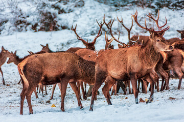 Red deer herd in the forest in winter, Bavaria Germany.