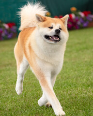 Japanese Akita Inu