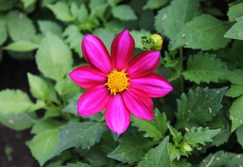 pink and yellow flower