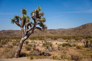 Joshua Tree along the road through the desert