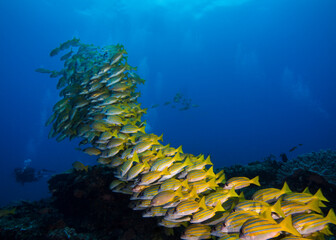 Fototapeta na wymiar Large school of yellow Bluebanded snapper fish (Bluelined snapper) swimming over the reef with a scuba diver in the background