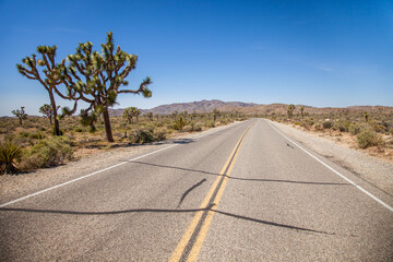 Joshua Tree along the road through the desert