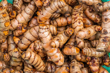 Turmeric roots closeup. Fresh harvest of many turmeric roots background texture.