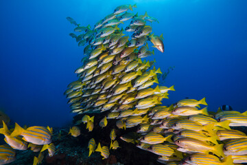 Fototapeta na wymiar Large school of yellow Bluebanded snapper fish (Bluelined snapper) swimming over the reef with the surface visible