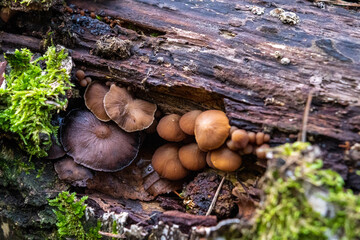 champignons dans les bois