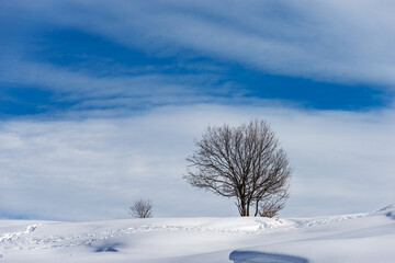 Lonely bare tree in a winter landscape with snow on blue sky with clouds. Lessinia Plateau (Altopiano della Lessinia),  Regional Natural Park, Verona Province, Veneto, Italy, Europe.
