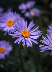 Obraz premium asters