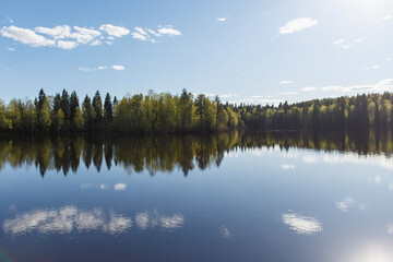 Forest lake and spruce forest with birch with young leaves in spring or early summer.