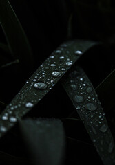 raindrops on the grass
