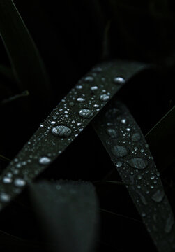raindrops on the grass