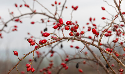Red fruit of wild rose. The dog roses, the Canina section of the genus Rosa. Subtle swirly bokeh in the background.