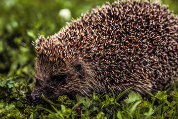 hedgehog in the grass