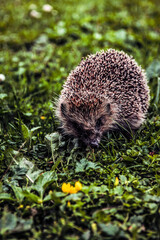 hedgehog in the grass
