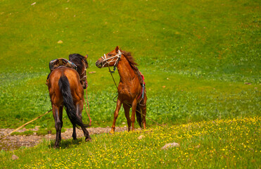 Harnessed with a harness and a saddle, horses frolic and fight in a green meadow. Horseback riding....