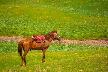 Harnessed with a harness and a saddle, horses frolic and fight in a green meadow. Horseback riding. Against the background of the mountains. Horse ride.