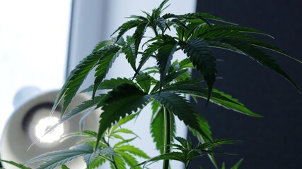 a succulent cannabis bush in the middle stage of maturation against the background of diffused light of a LED lamp grows by the window in an apartment, home cultivation and legal use of marijuana