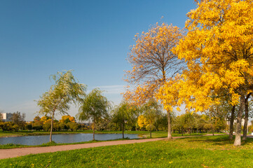 Naklejka premium autumn in the park, trees with yellow leaver and clear blue sky