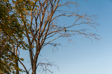 Crows on the autumn tree clear blue sky background