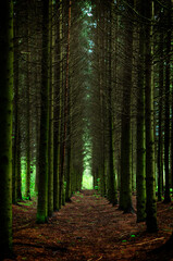 Alley through the mighty green pines. sunlight, sun rays. Fabulous forest landscape. Magic forest. Pure nature. loneliness, wildlife concept. Book cover