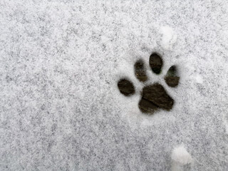 cat footprint in the snow. kitty paw. copyspace