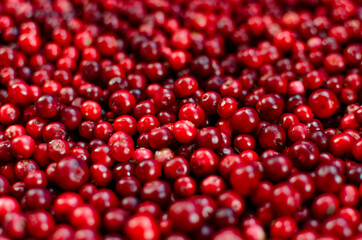 Close up of red ripe lingonberry. Fresh organic fresh lingonberry or lingonberry