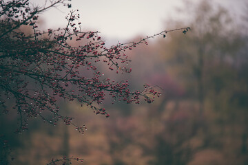 shrub of crataegus monogyna. hawthorn during ripening on a rainy day. natural medicinal plant during autumn season