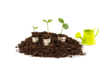 Gold coins in the soil with a young plant. The concept of money growth.