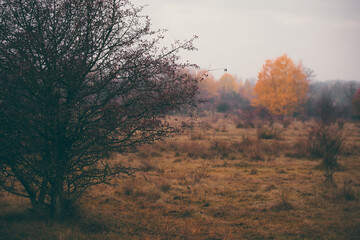 shrub of crataegus monogyna. hawthorn during ripening on a rainy day. natural medicinal plant during autumn season