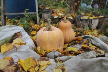pumpkin on the ground