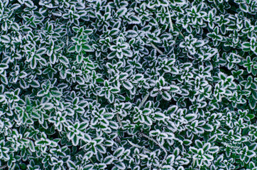 Natural background with green frozen leaves in hoarfrost