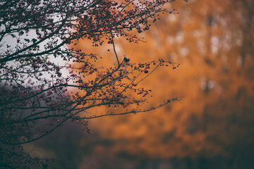 shrub of crataegus monogyna. hawthorn during ripening on a rainy day. natural medicinal plant during autumn season