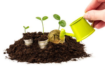 Сoins and bitcoin  in the soil with a young plant. The concept of money growth.