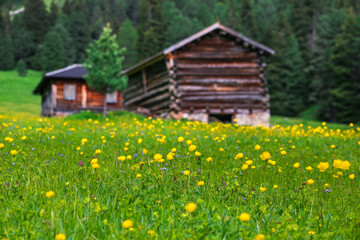 Meadow with yellow globe flowers and wooden cabins in the background in Dolomites