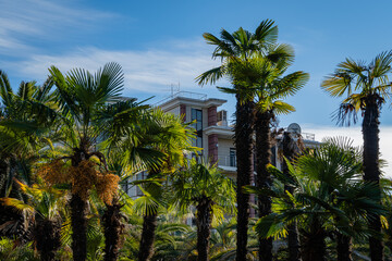 Chinese windmill palms (Trachycarpus fortunei) or Chusan palms against blue autumn sky. Public city park. In background is multi-storey hotel building. Close-up. Sochi, Russia - November 23, 2020