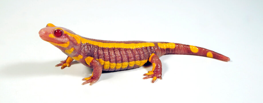 Albino-Feuersalamander (Salamandra salamandra terrestris) // albino - Fire salamander