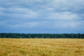 A large field of ripe wheat against the background of the stormy sky. Rural summer landscape.