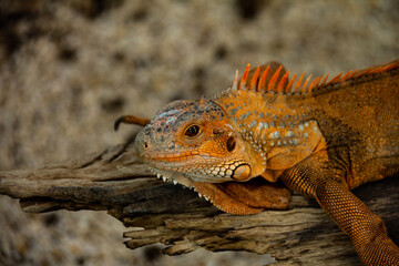 Beautiful orange iguana sunning on log.