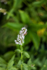 Close up of common mint (mentha spicata) flowers in bloom