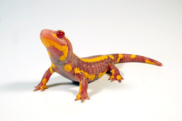 Albino-Feuersalamander (Salamandra salamandra terrestris) // albino - Fire salamander