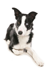 Fototapeta premium Border collie dog