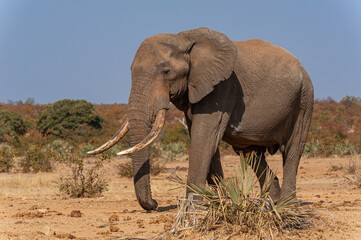 Solitary elephant tusker walking
