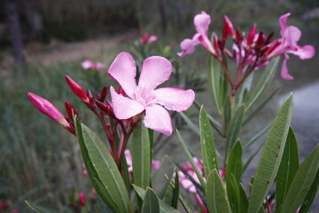 flower of a pink oleander, Nerium oleander, with the green leaves in the background