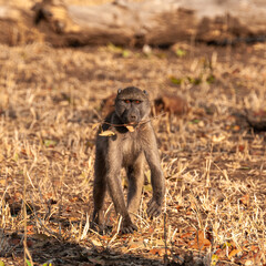 Baboon walking with a stick in its mouth