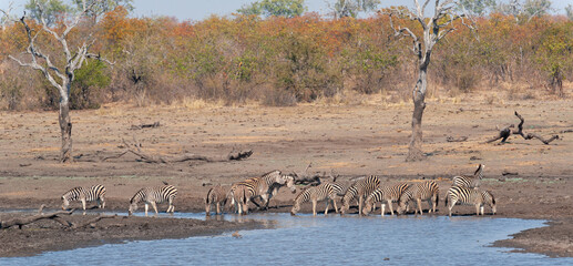 Herd of zebra drinking at a waterhole
