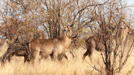 Waterbuck in dry grass