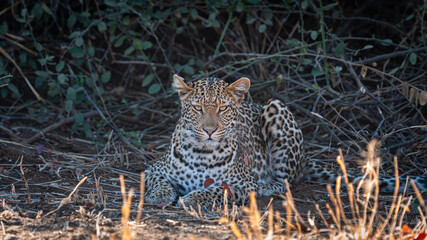 Leopard staring at the camera