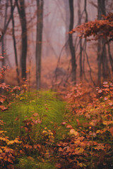 field horsetail herb in the forest during fall season. Equisetum arvense medicinal plant on a foggy day