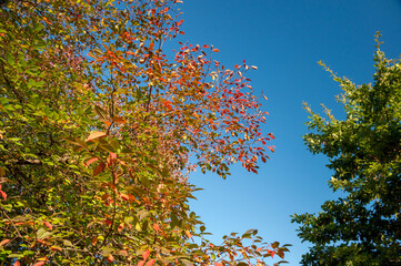 Colorful autumn tree blue sky background