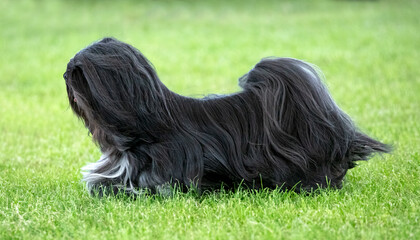 Lhasa Apso