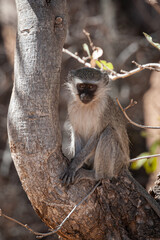 Vervet monkey sitting on a branch